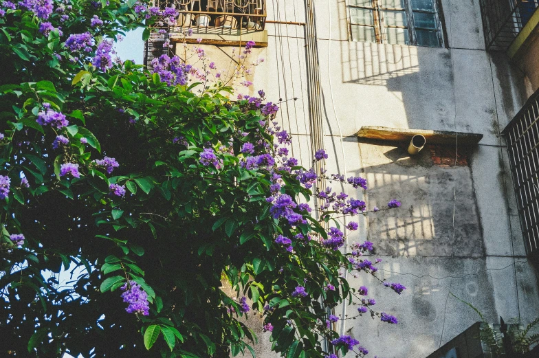 purple flowers grow alongside the facade of an apartment building