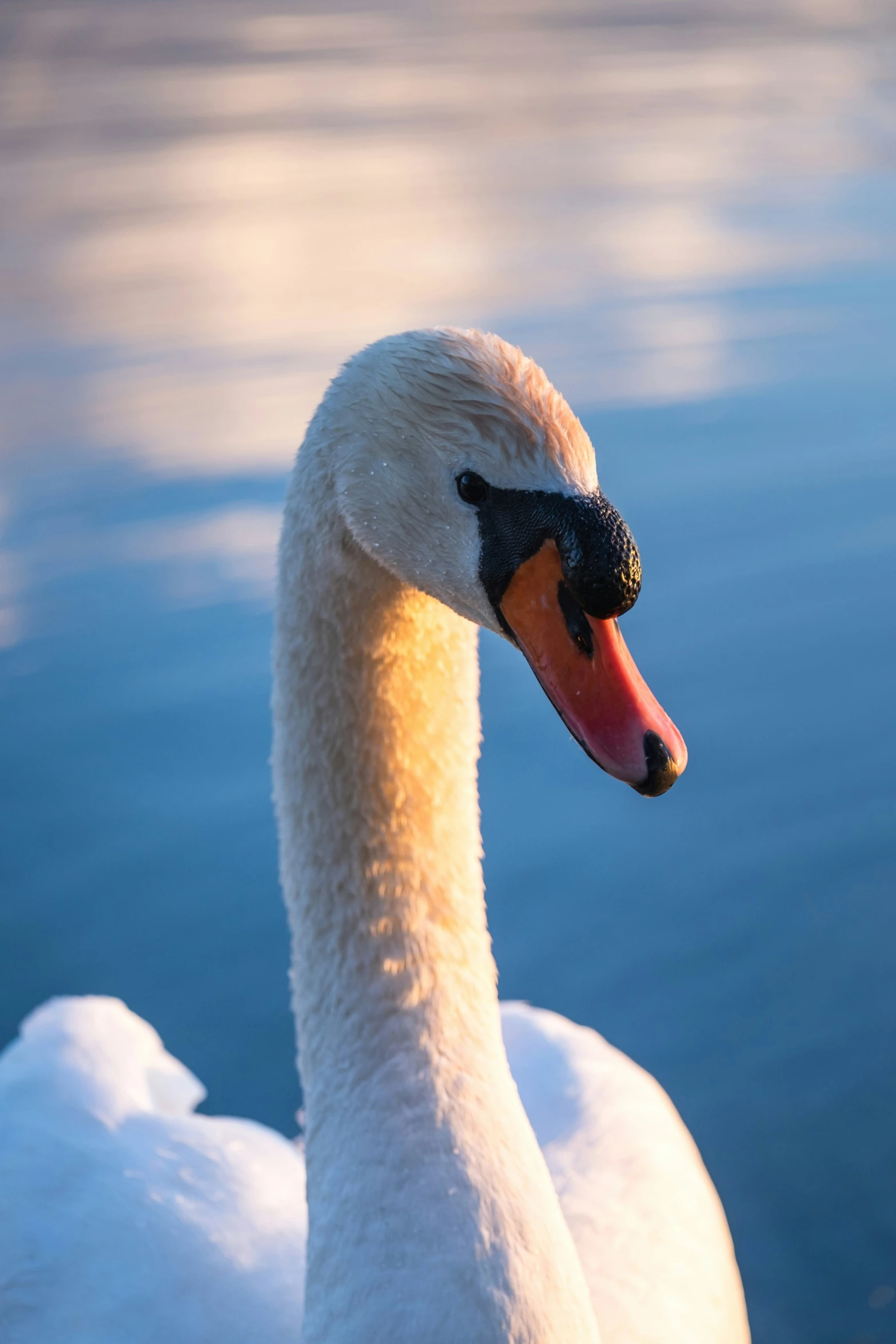 the large white bird has long orange beak