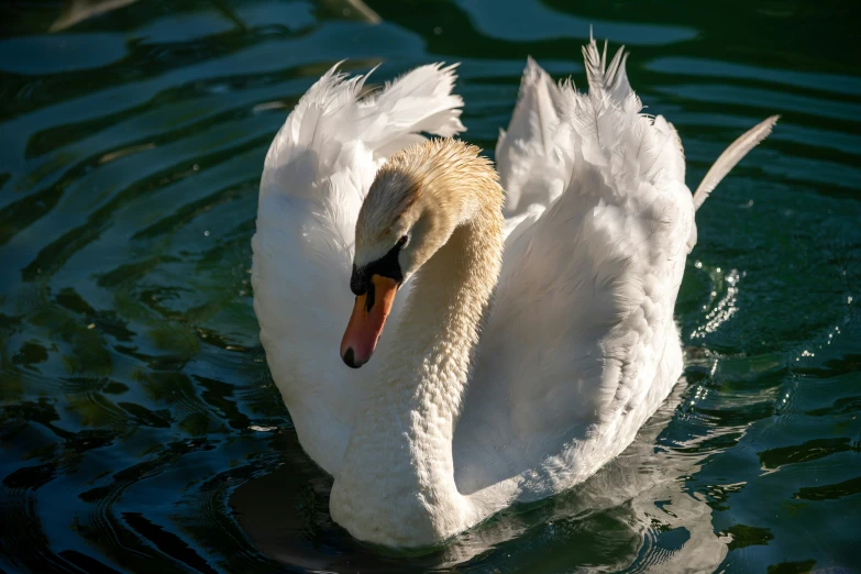 there is a white swan that is swimming in the water