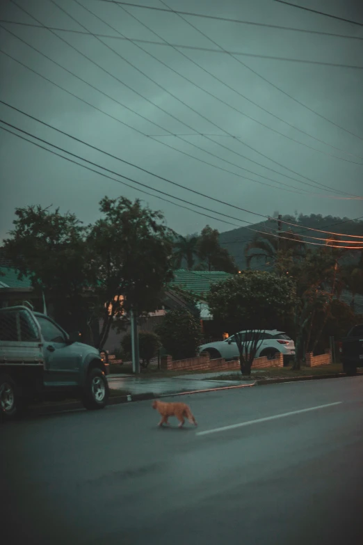 a dog walking in the middle of a street at dusk