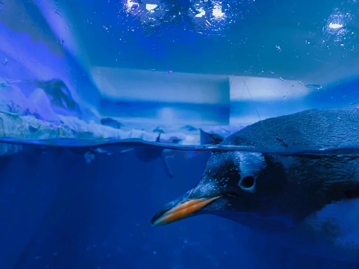 the penguin is looking at the water off a large rock