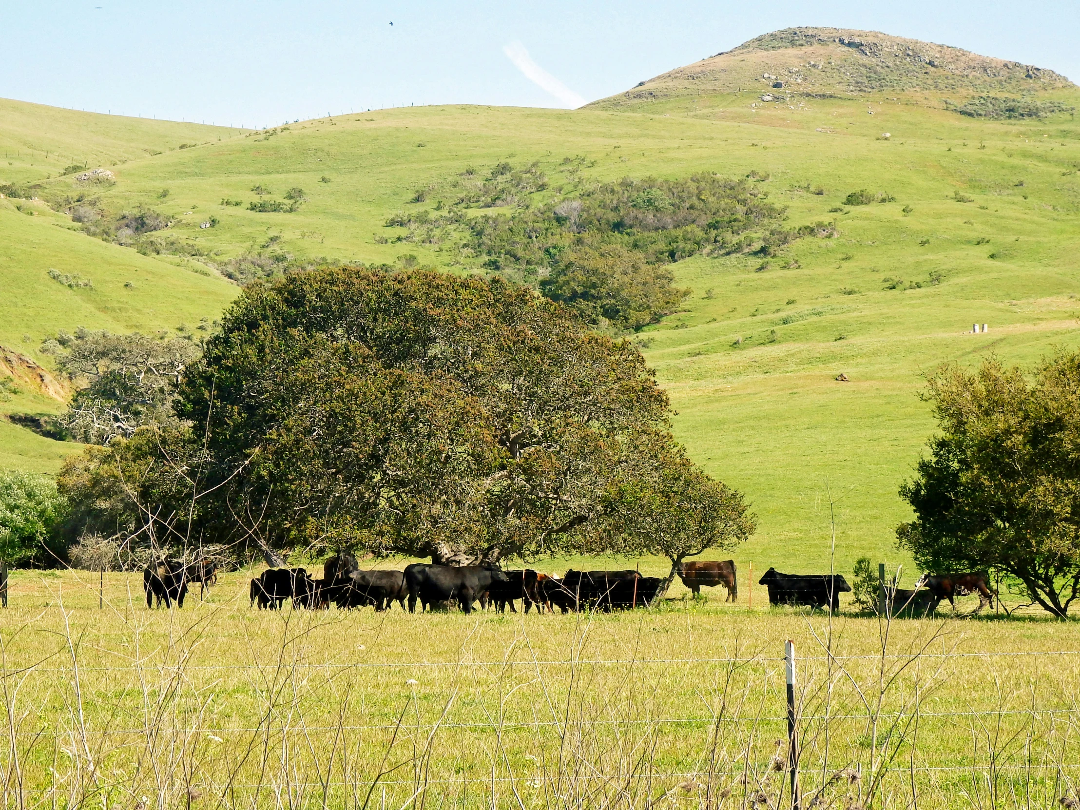 a field with grazing cattle in it surrounded by trees