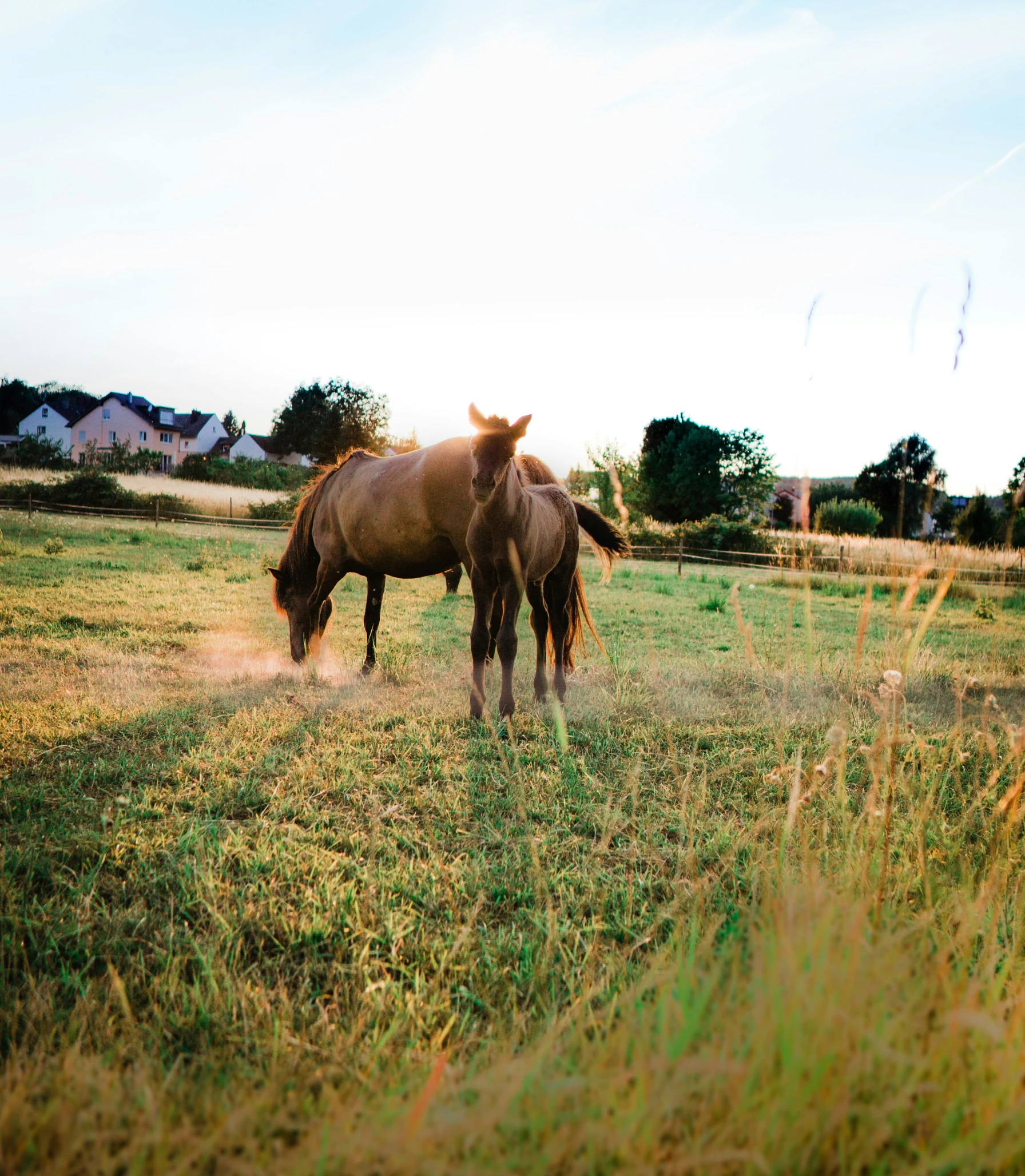 two horses standing side by side on the grass