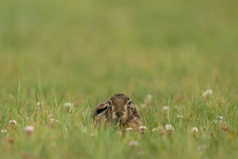 small brown bird hiding in tall green grass