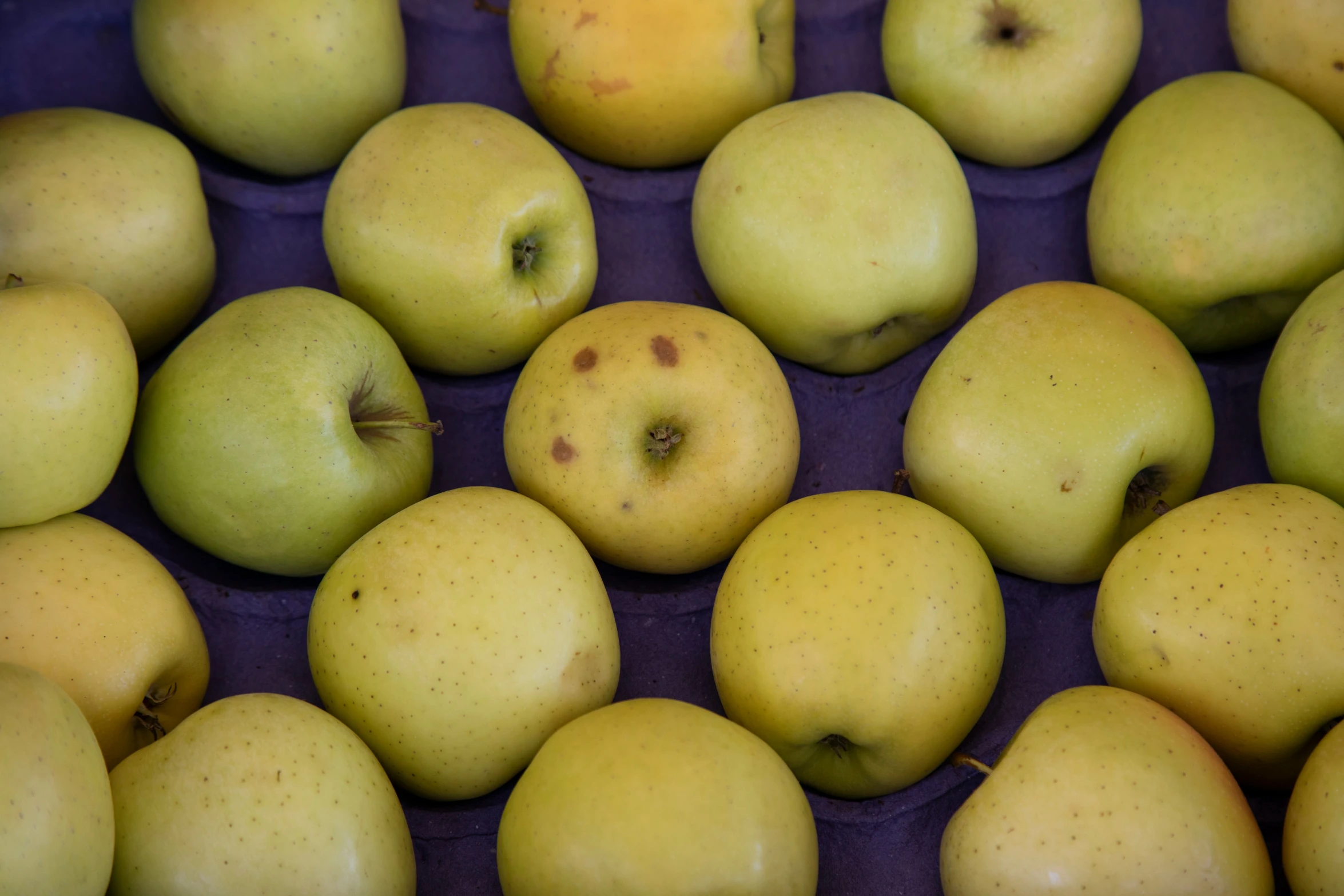 many apples all have different green color tops