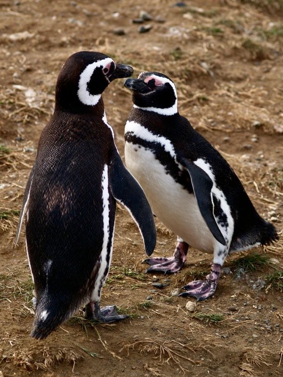 two penguins standing next to each other in a field