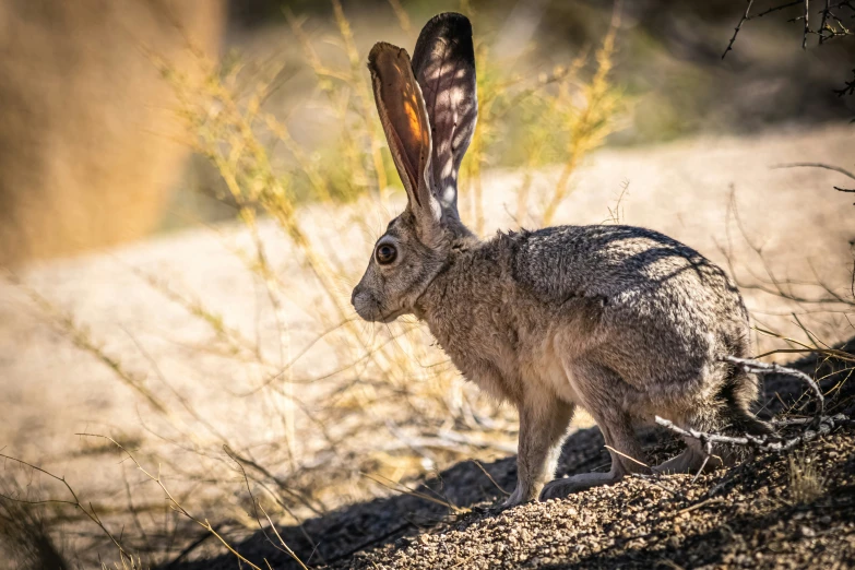 a rabbit with an open face is walking down the dirt path