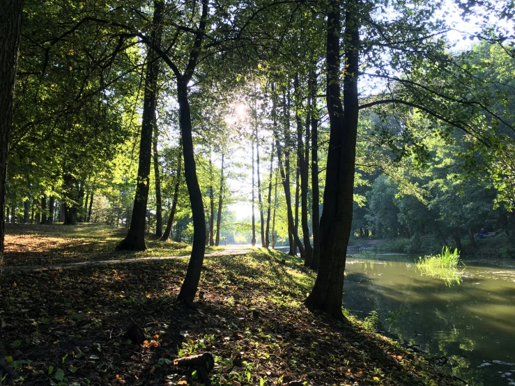 trees are in the forest with no one around