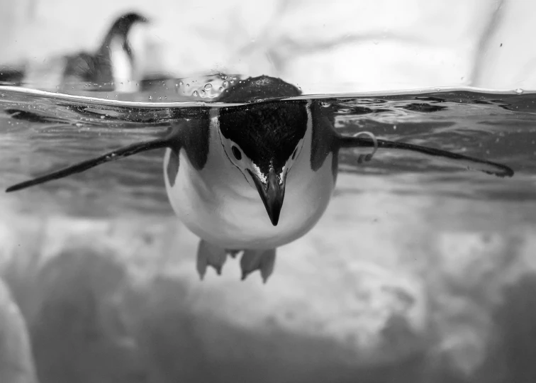 a penguin swimming in the water beneath the surface