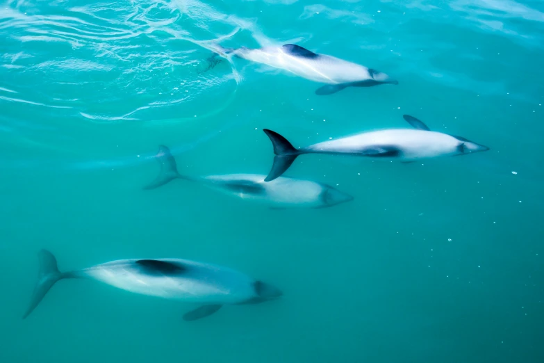 several sea animals swimming in clear blue waters