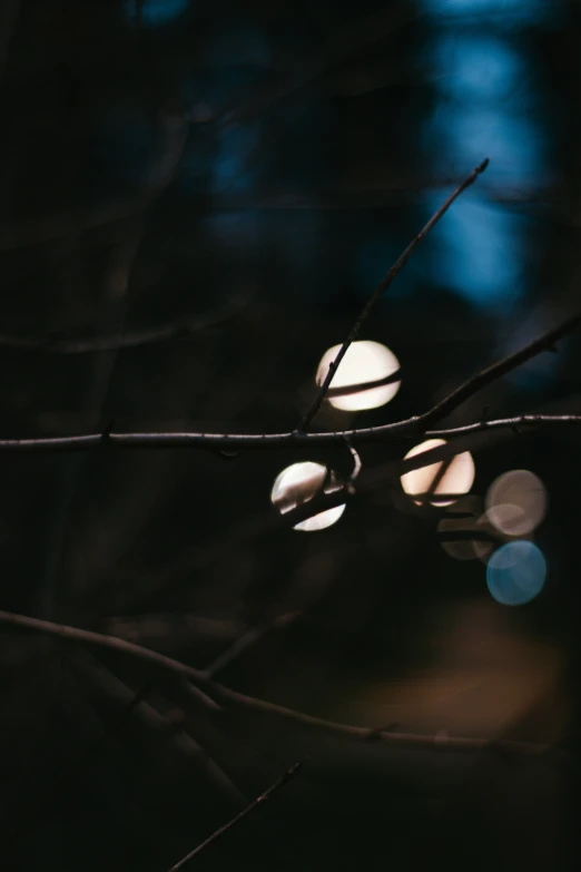 water drops on a nch with trees in the background