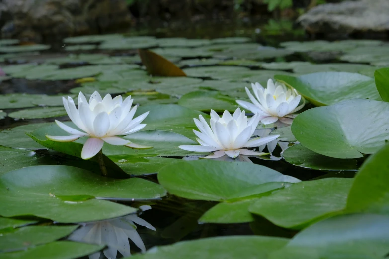 two white lotuses are surrounded by green leaves