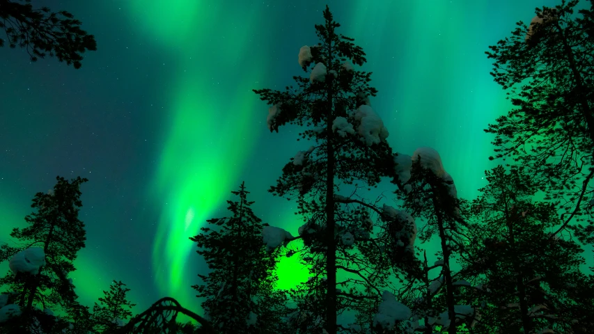 the green and yellow lights of the northern lights shine on trees