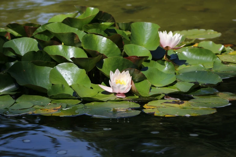the water lilies are floating along with the green foliage