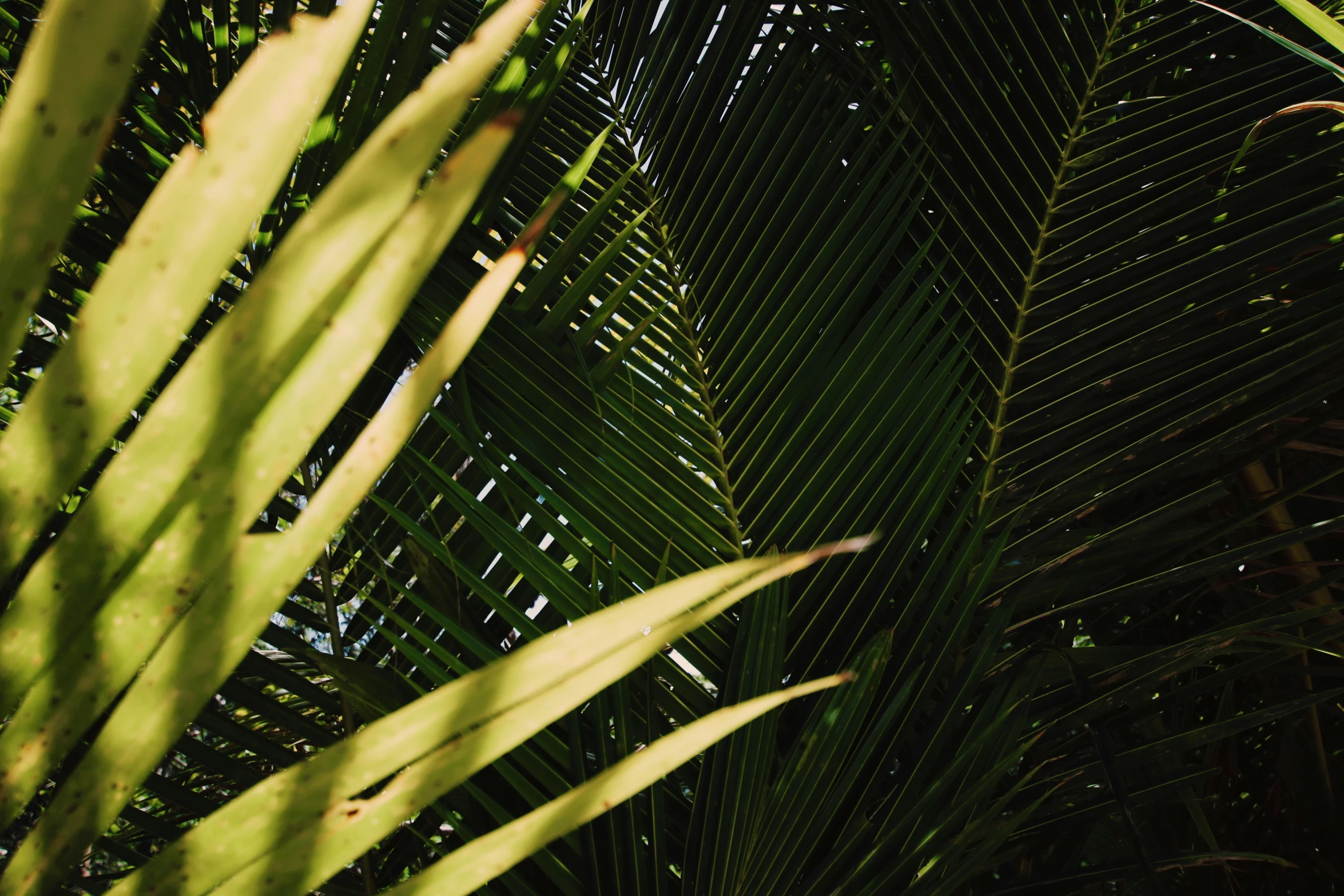 a palm tree is seen through the frond of leaves