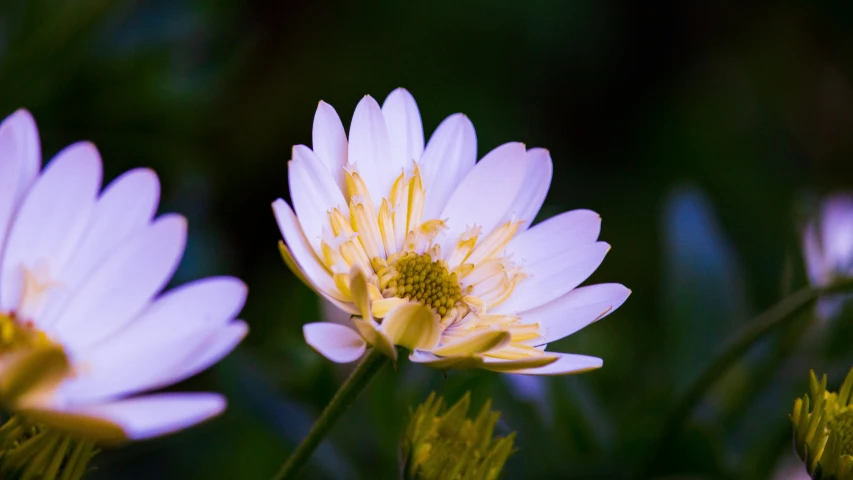 white flowers are in the foreground, with a green background