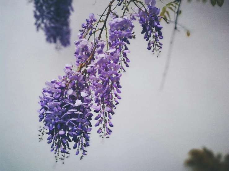 purple flowers in bloom on an overcast day