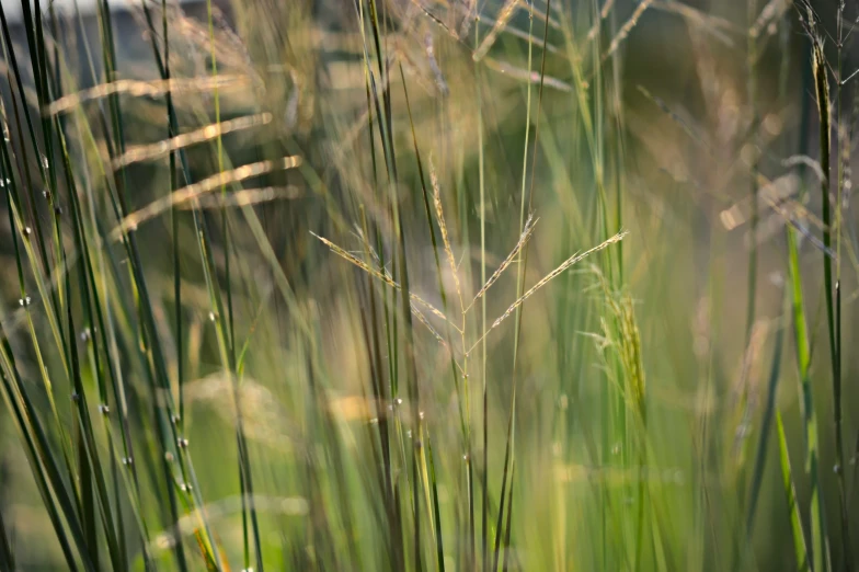 a grass that is in the grass near some rocks