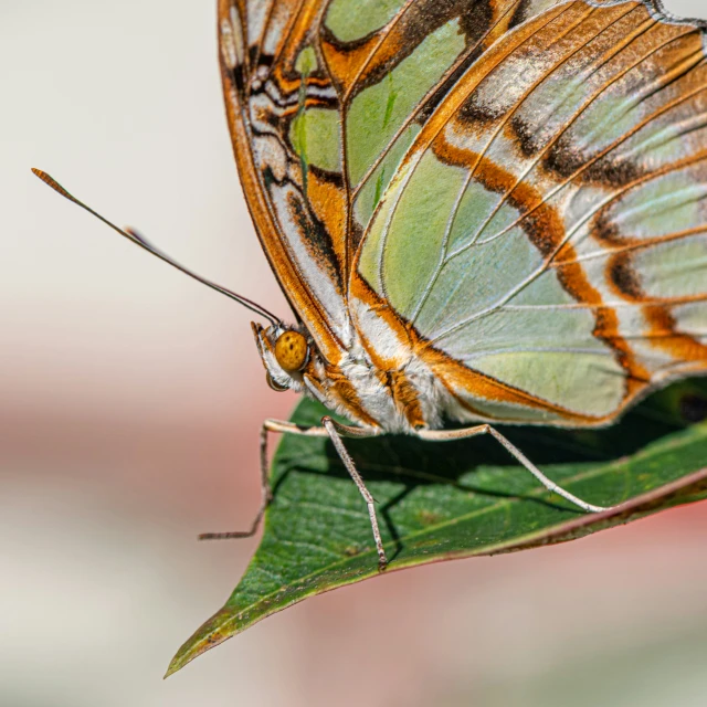 a green and orange erfly sitting on top of a leaf