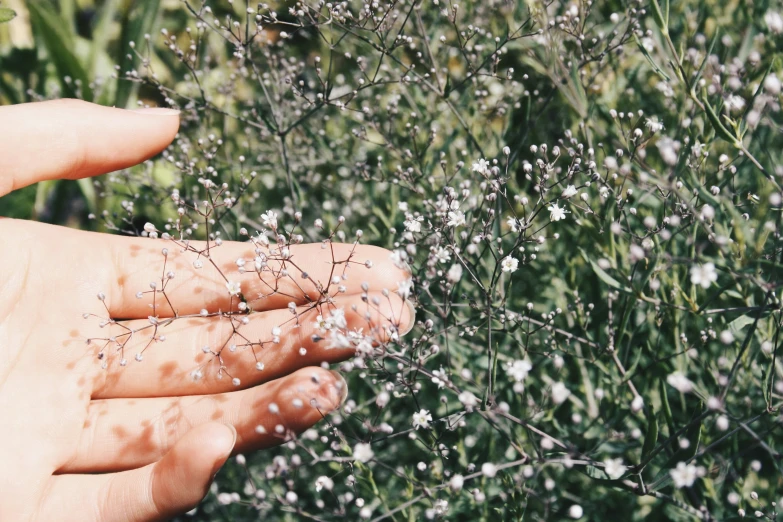 hand holding small bush with white flowers on it