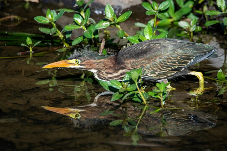 a close up of a small bird in water near plants