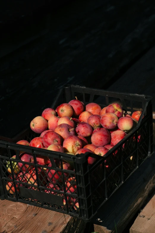 an old crate full of apples in the sunlight