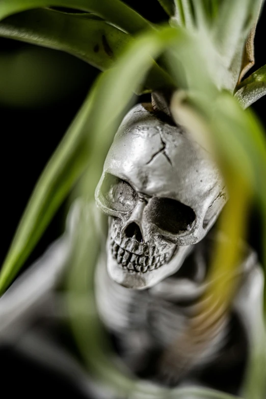 an upside down skull sits inside a plant