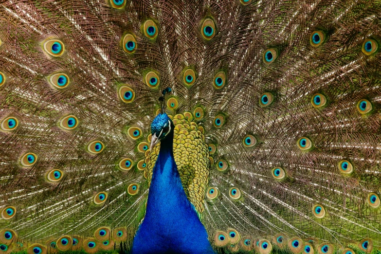the beautiful peacock is displaying his tail feathers