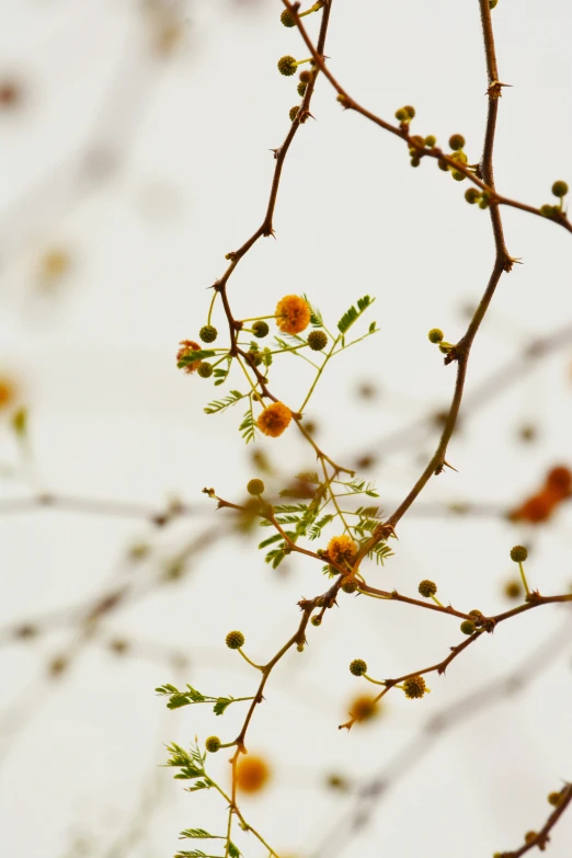 a nch with flowers and small leaves against a white background