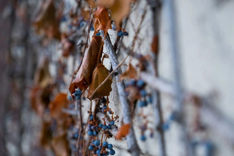 a bunch of small leaves hanging from the side of a building