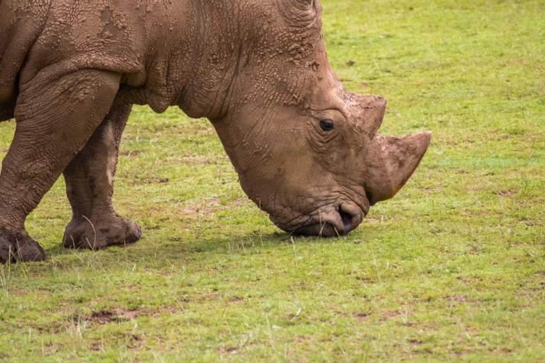 rhino grazing in the grass near a fence