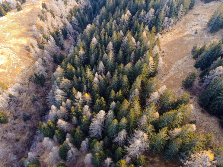 the top view of a forest with many trees