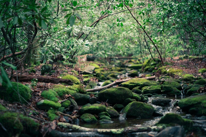 mossy, rocky stream bed with many trees in the background