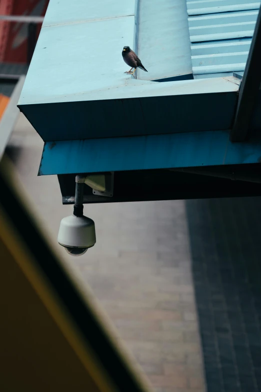 a small bird perched on a roof of an apartment building