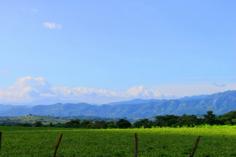 a field with a tree and some mountains in the background