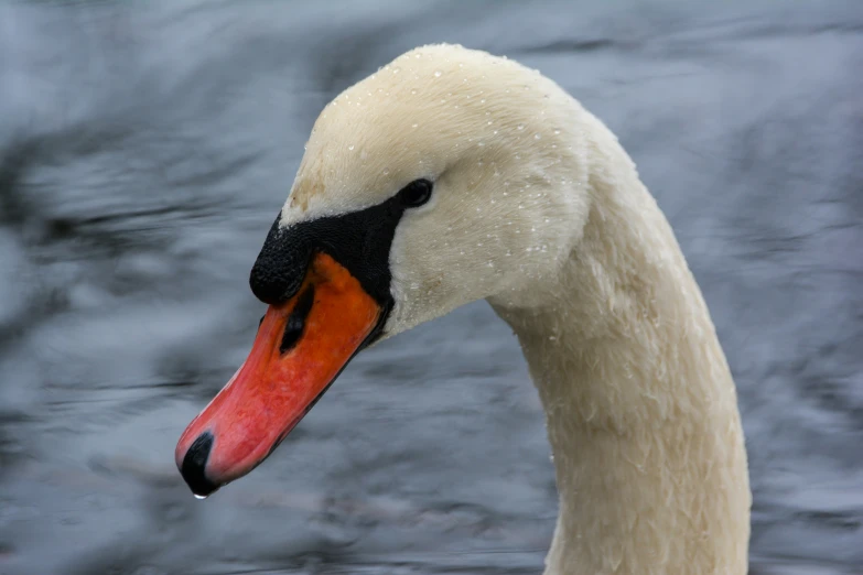 closeup of a white and black swan with orange beak