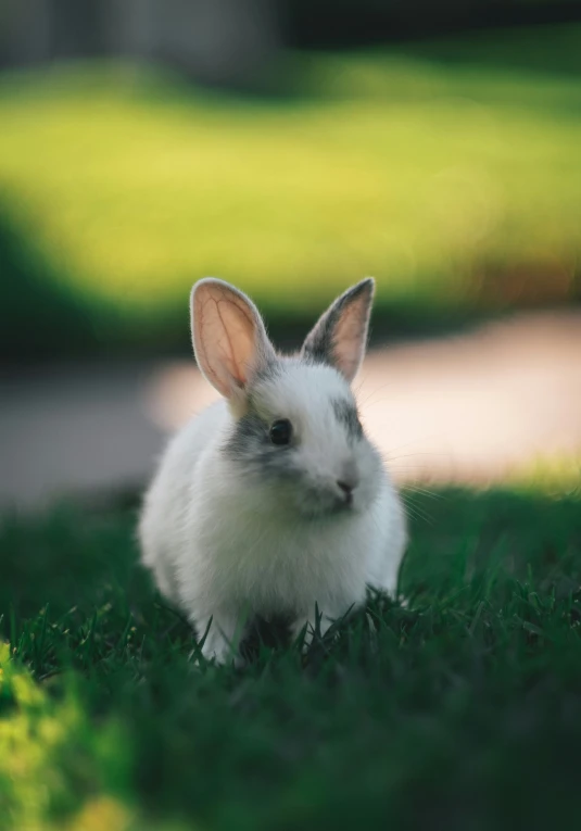 a bunny is standing in the grass