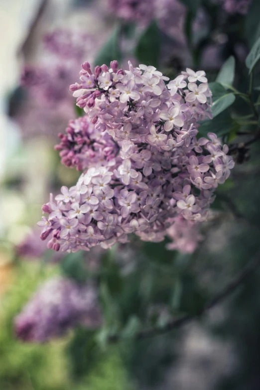 a bunch of pretty flowers that are in the grass