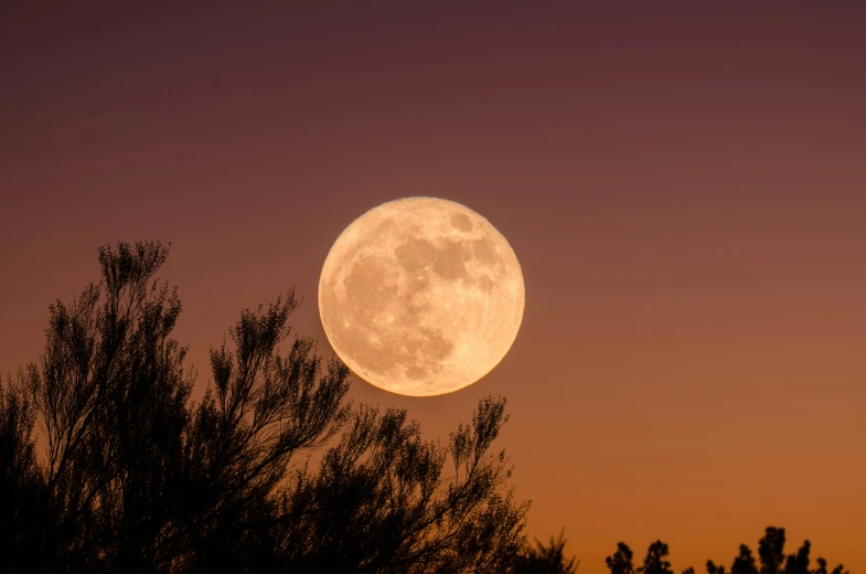 a view of the moon in a purple sky over tree tops