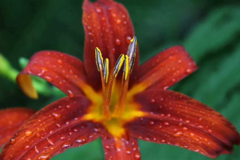 a close up s of water droplets on an orange flower