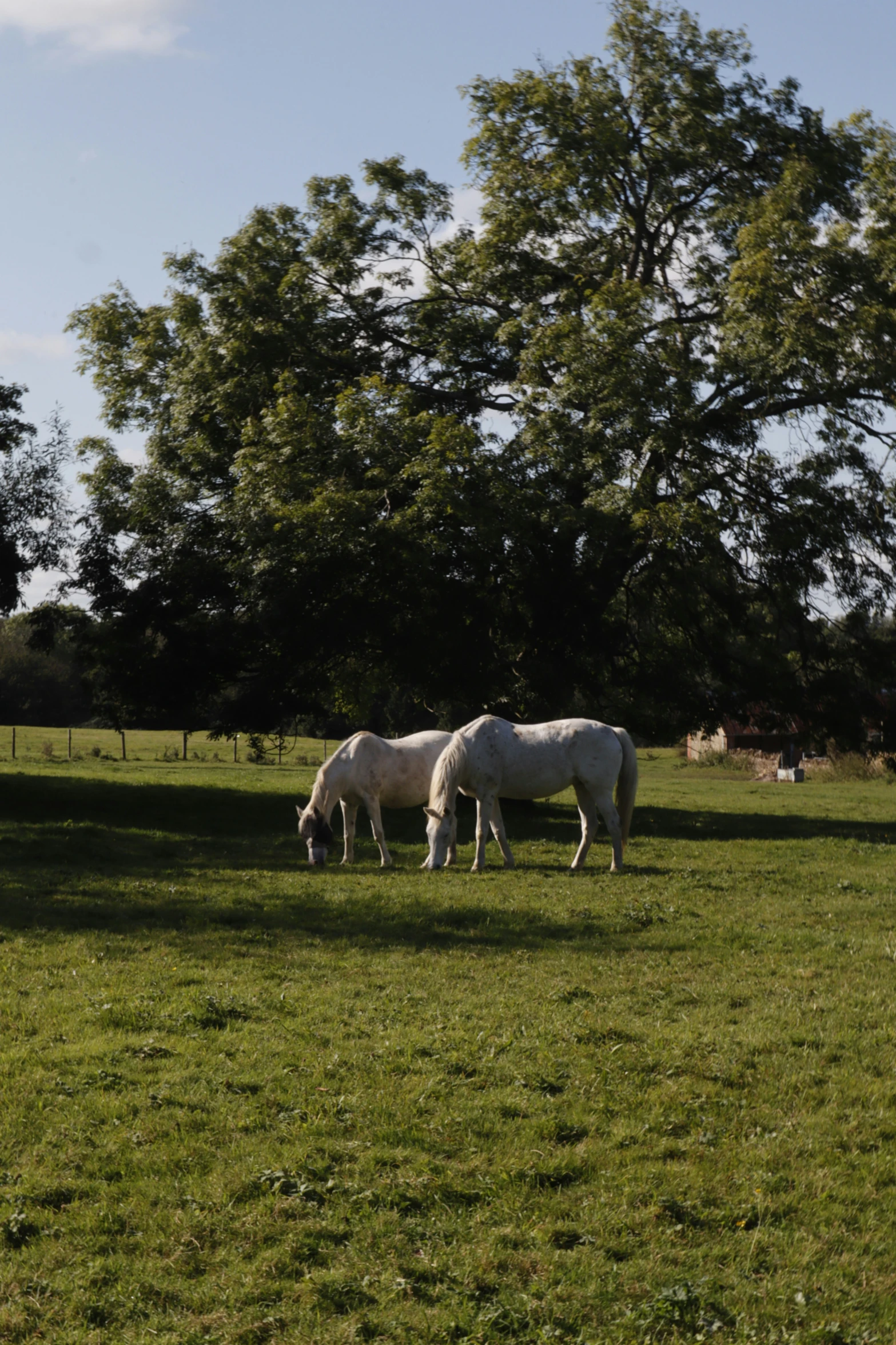 two white horses are standing in the grass