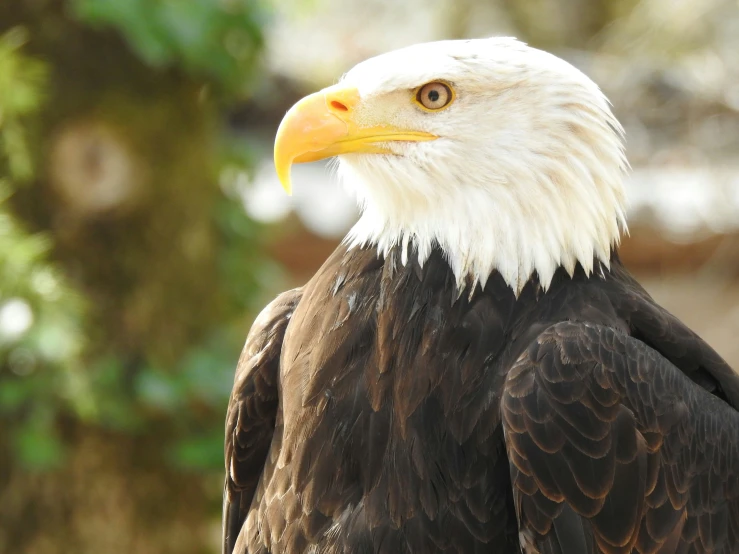 a bald eagle is standing in a tree