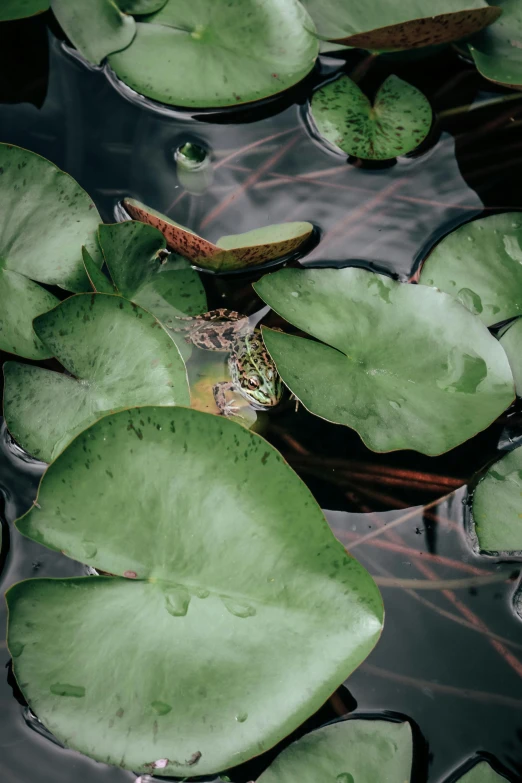 green leaves floating in the water surrounded by lily pads