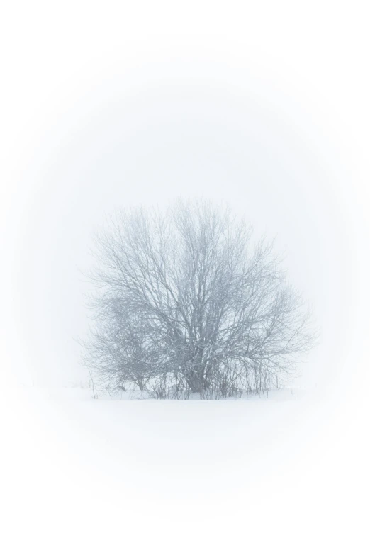 the lone tree is standing out in the snow