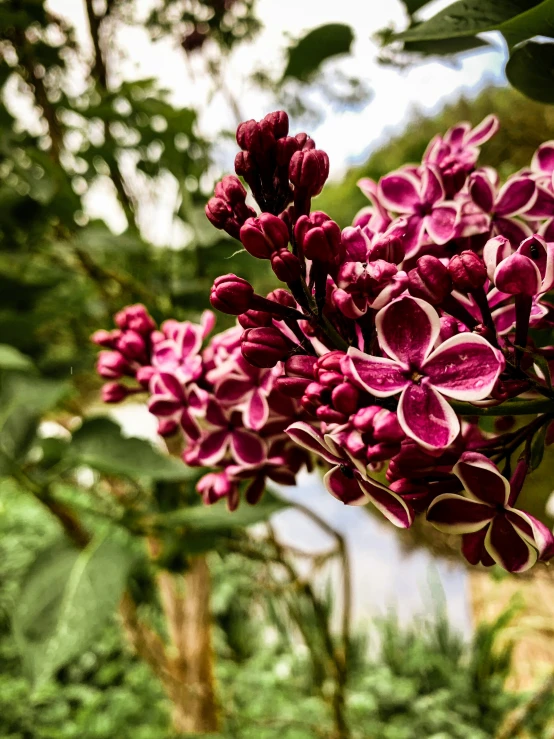 a close - up po of flowers, with foliage nearby