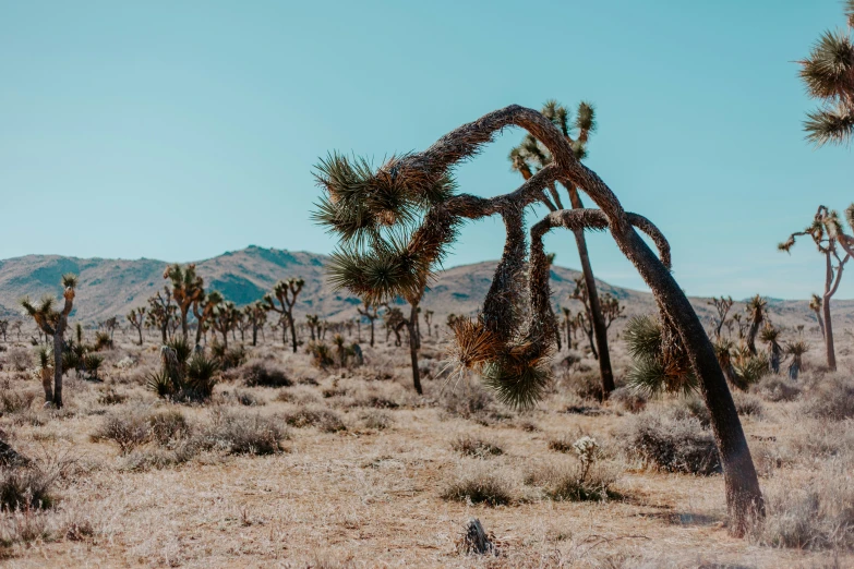 a desert like area with a lot of trees