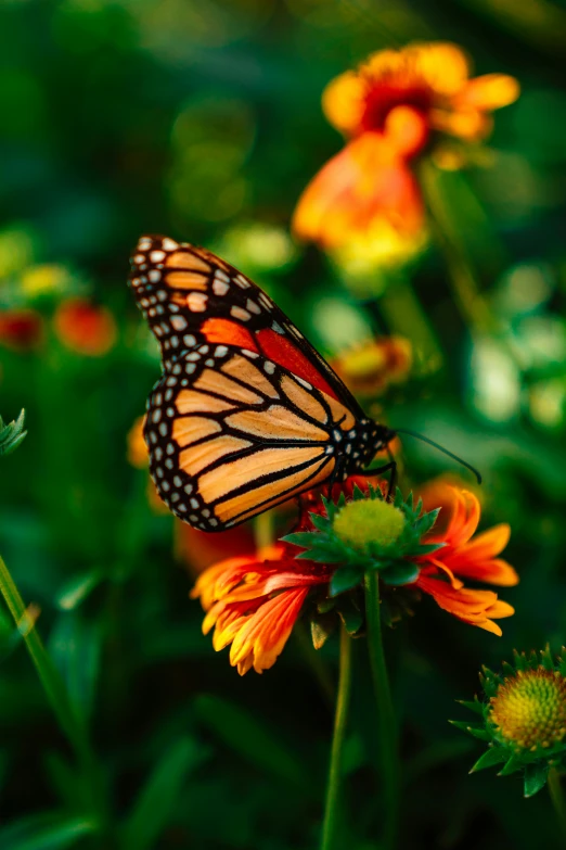 a monarch erfly on some flower plants