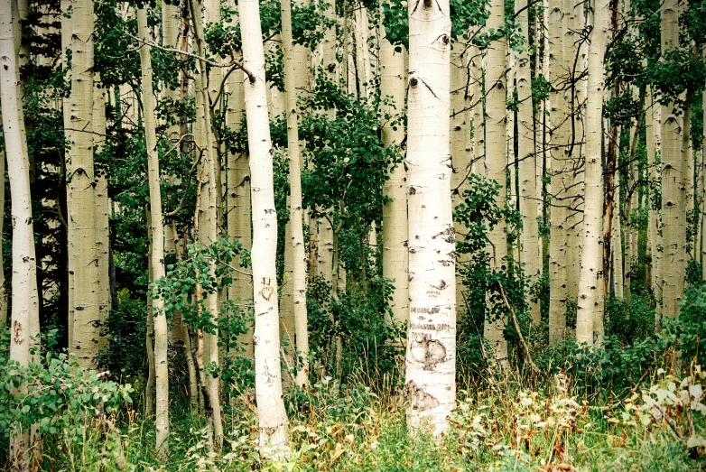 a bunch of tall trees stand in the woods