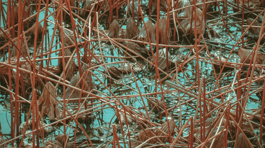 a bunch of green plants with lots of rust on them