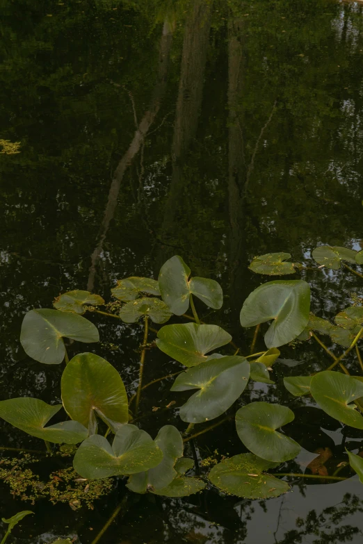 the reflection of leaves in water that are on the surface